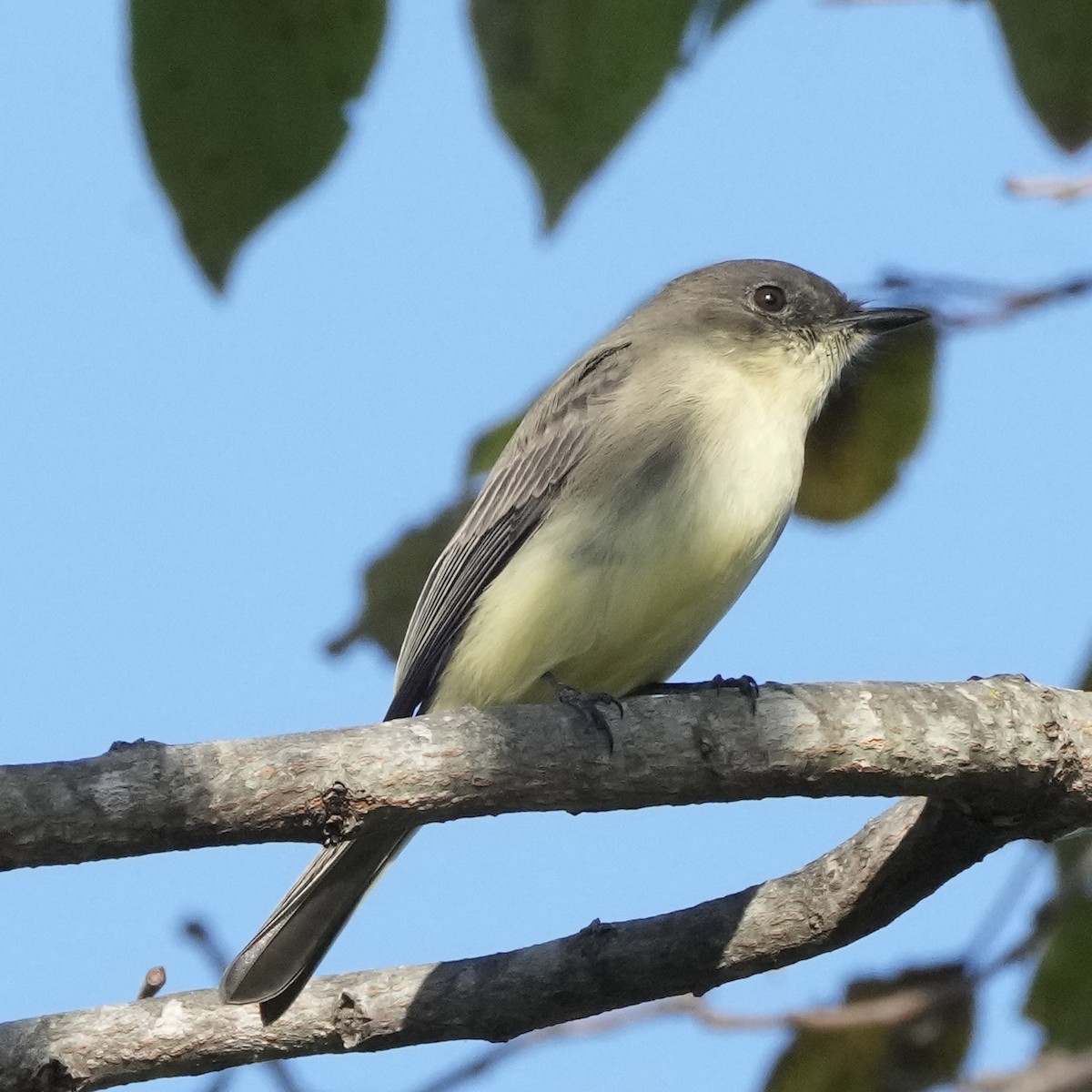 Eastern Phoebe - ML642766648