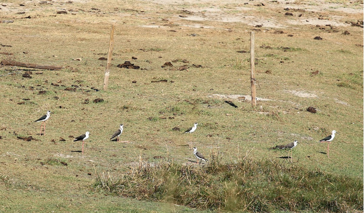 Black-winged Stilt - ML642766653