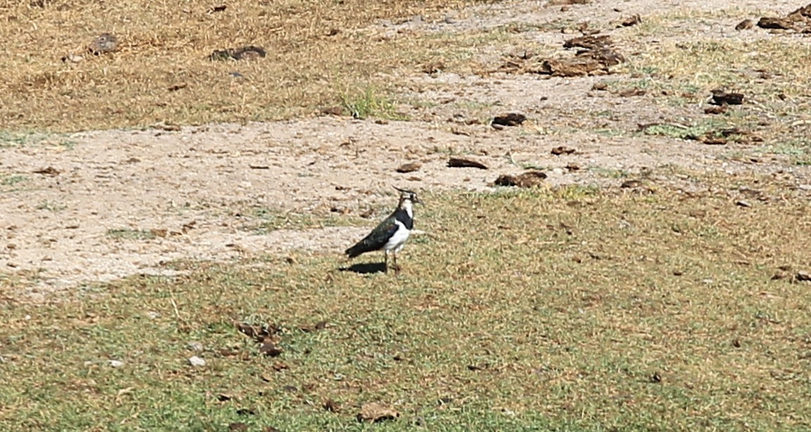 Northern Lapwing - ML642766672