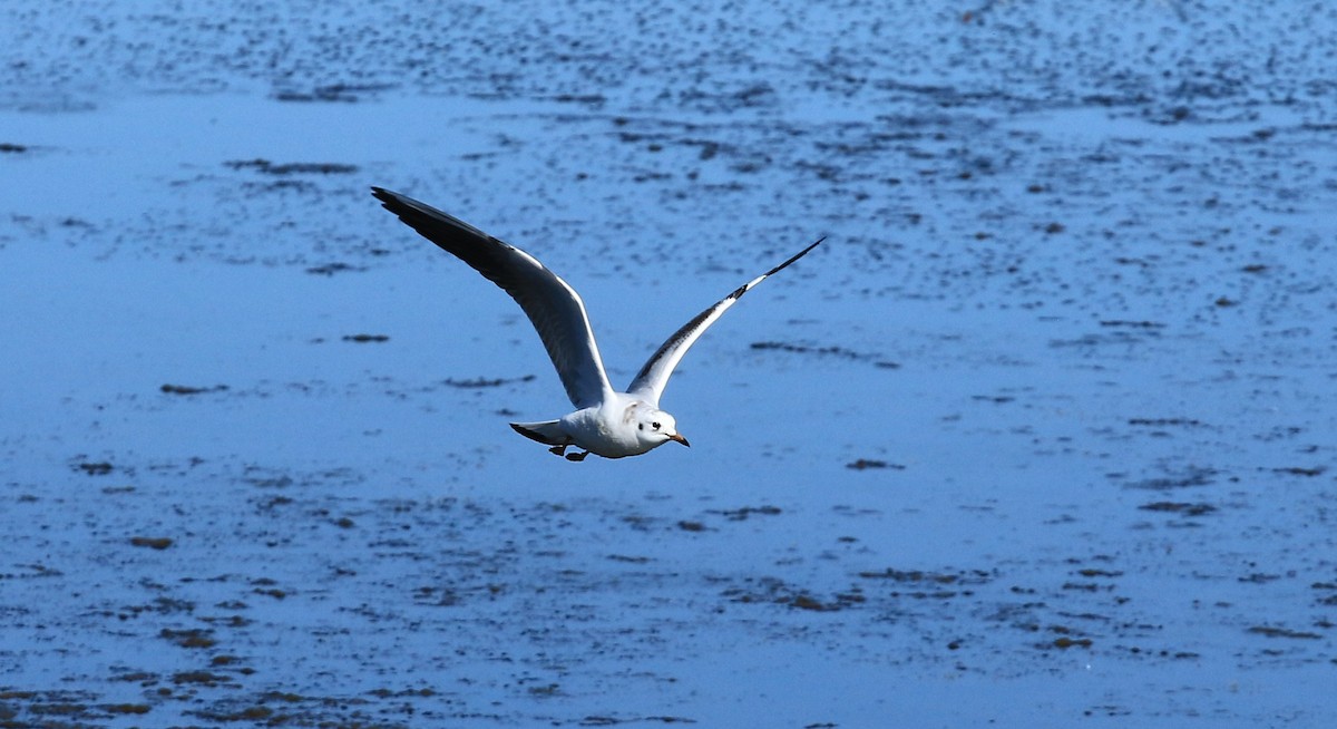 Black-headed Gull - ML642766682