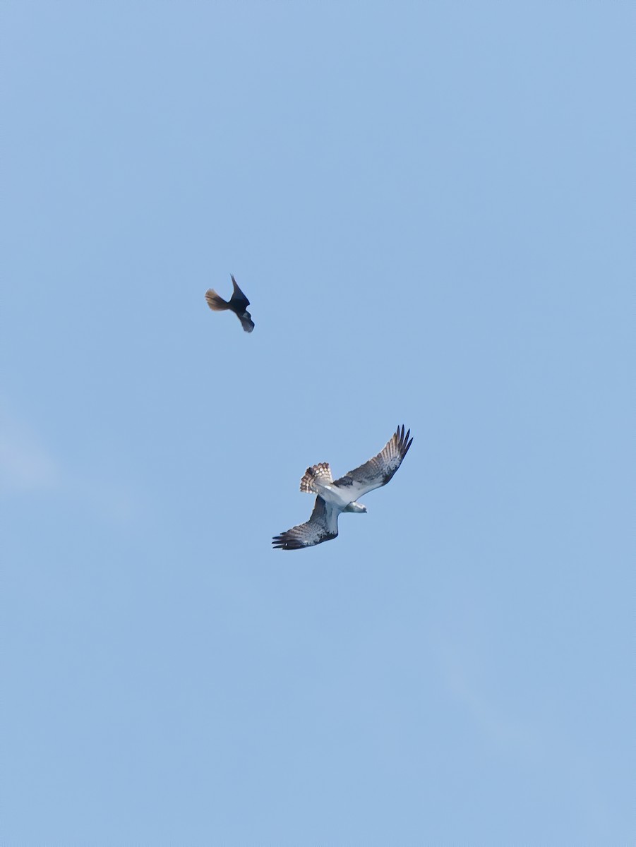 Arrano arrantzalea - ML642766687