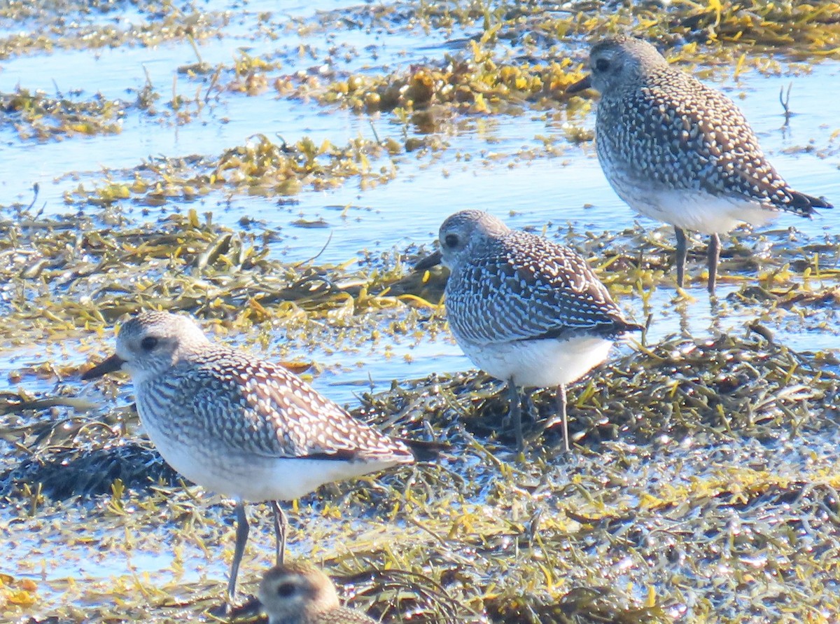 American Golden-Plover - ML642766688