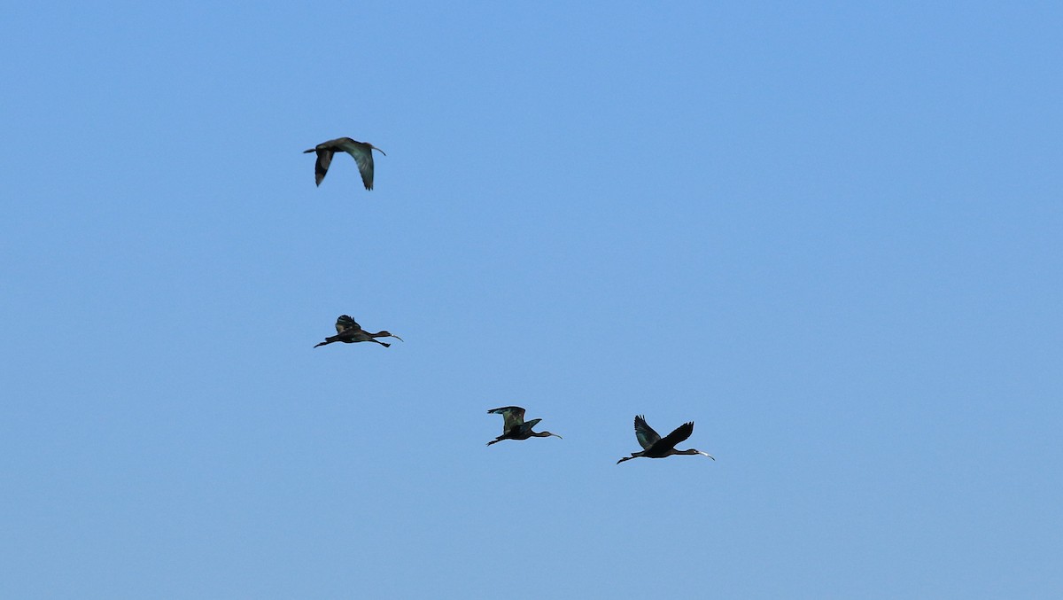 Glossy Ibis - ML642766692