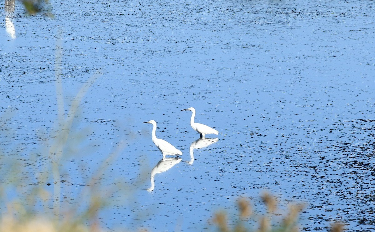 Little Egret - ML642766702