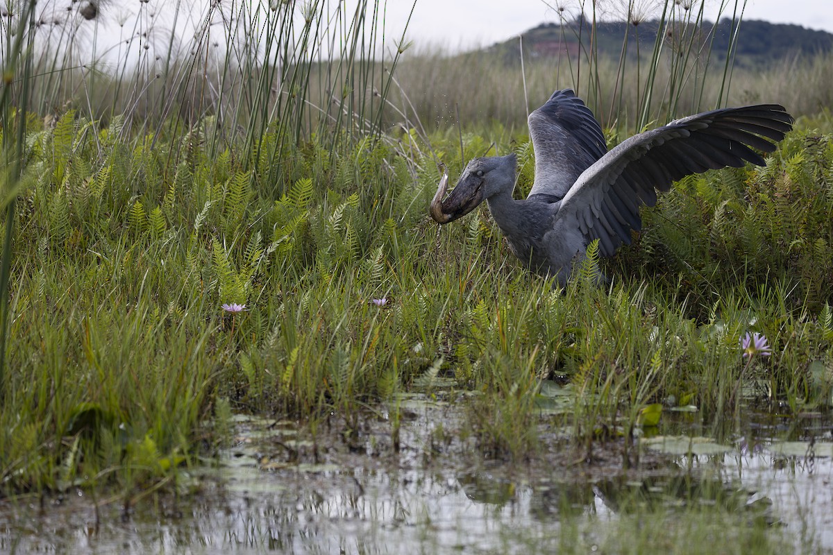 Shoebill - ML642766705