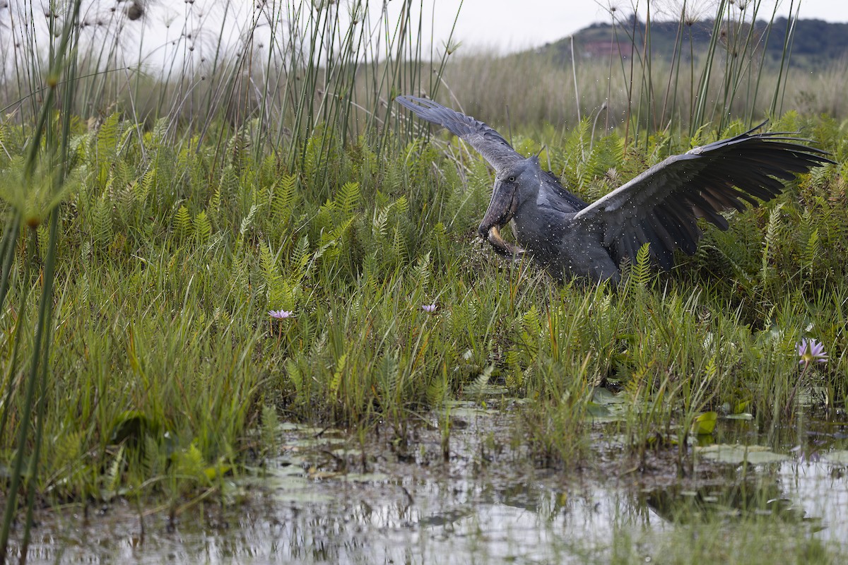 Shoebill - ML642766706