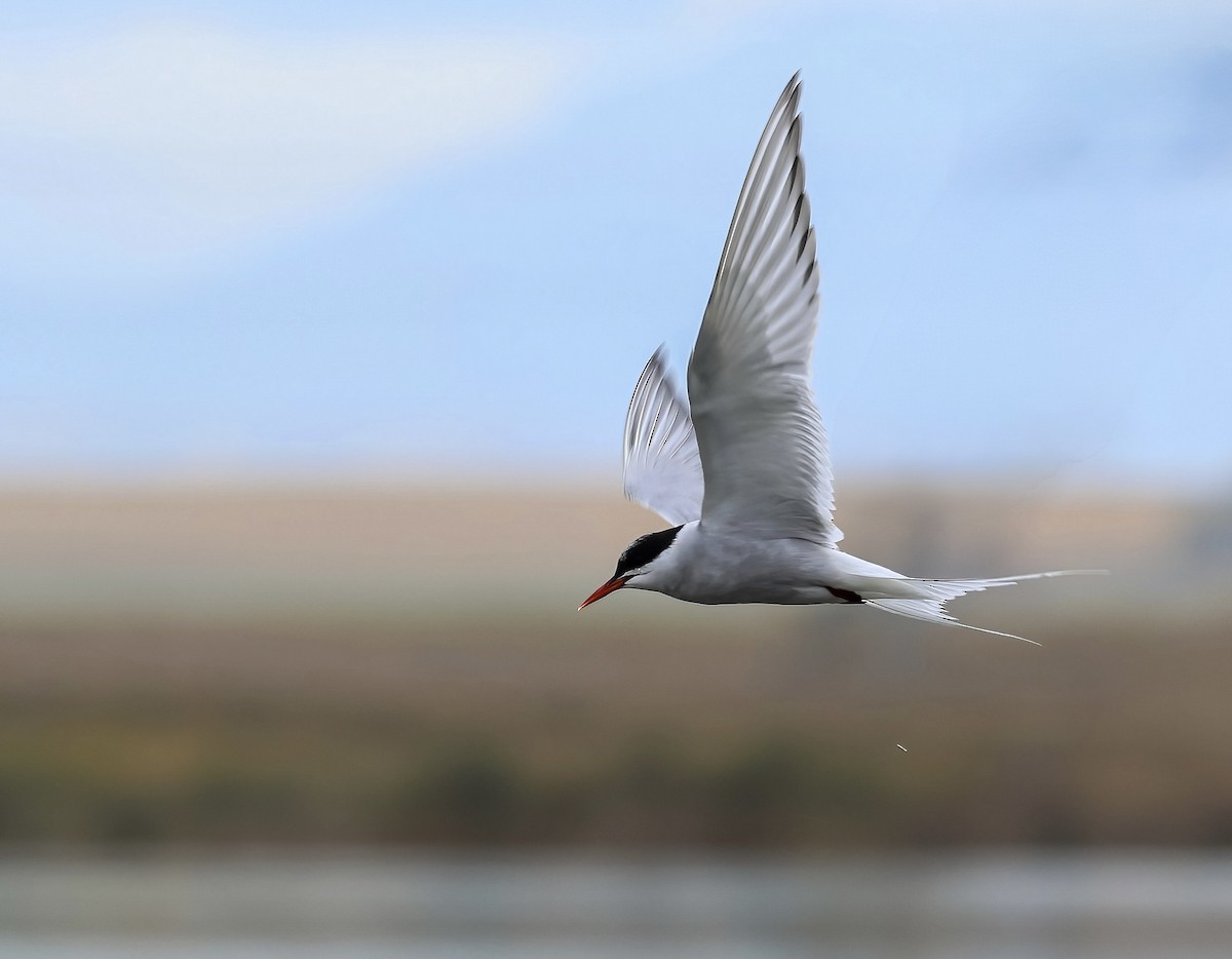 Arctic Tern - ML642766707