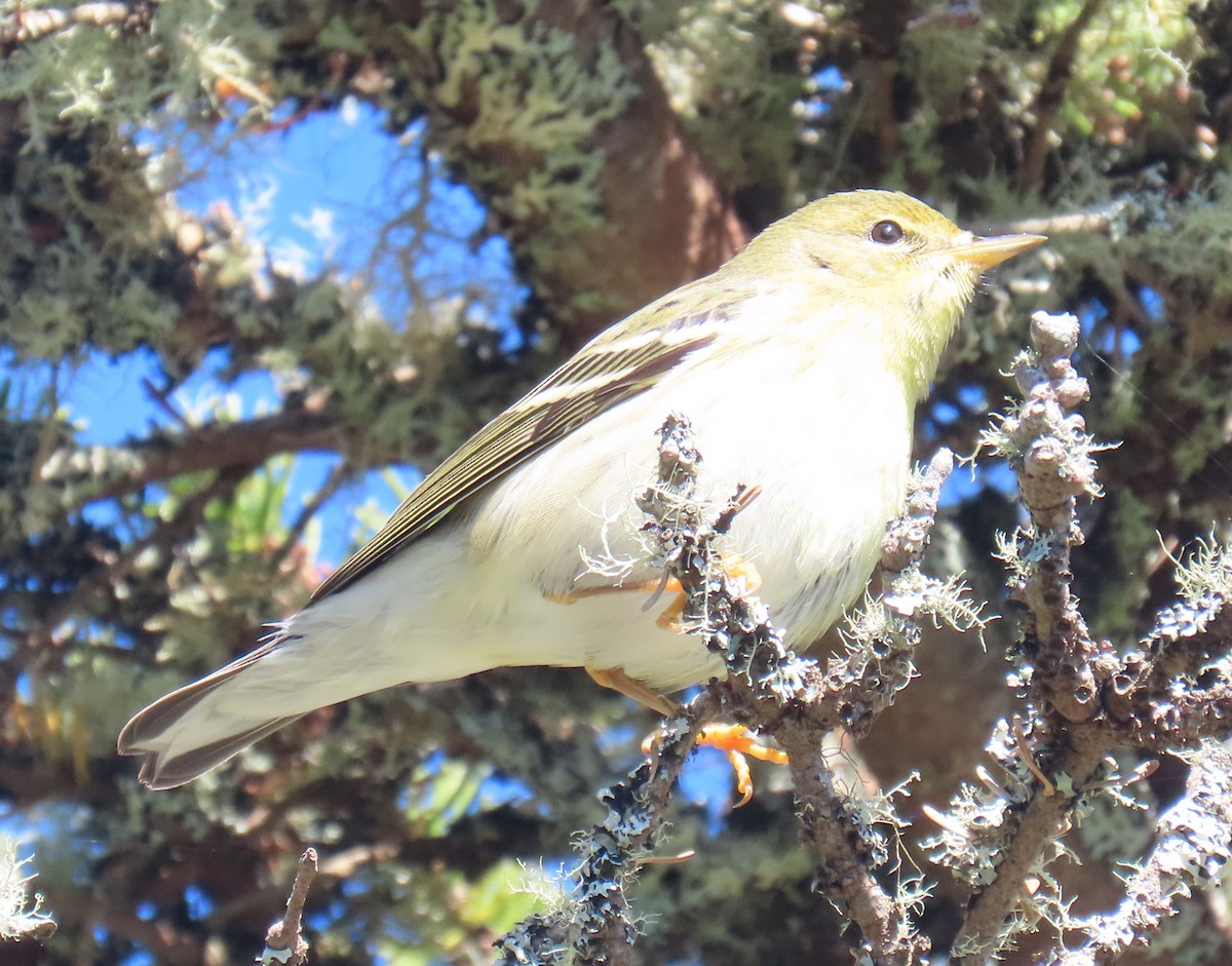Blackpoll Warbler - ML642766708