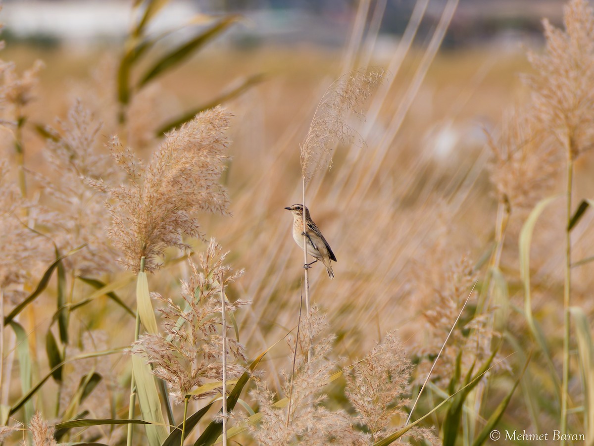 Whinchat - ML642766715