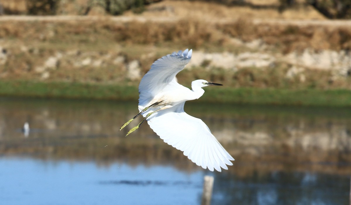 Little Egret - ML642766722