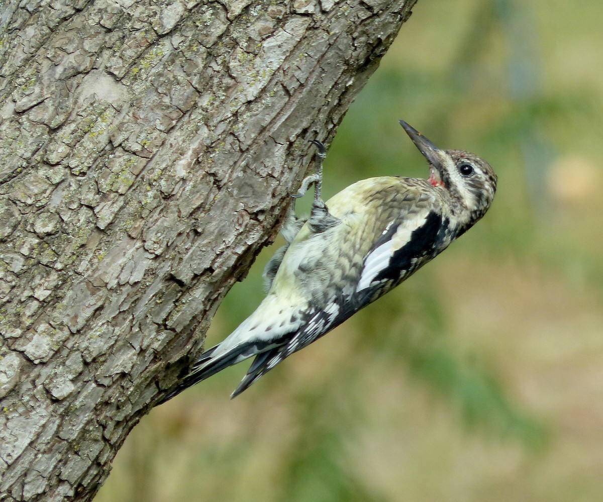 Yellow-bellied Sapsucker - ML642766723