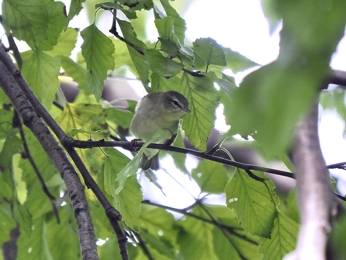 Tennessee Warbler - Gabriel Willow