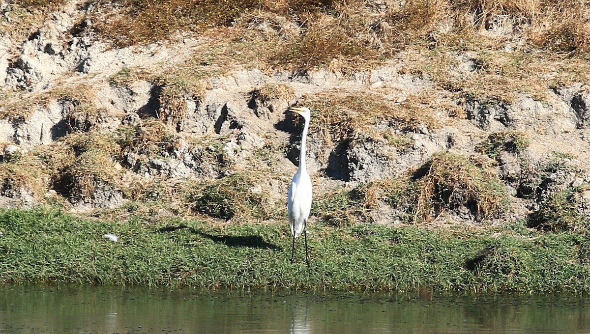 Great Egret - ML642766741
