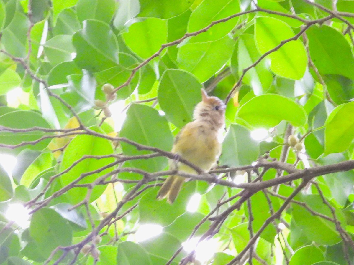 Golden-fronted Greenlet - ML642766743