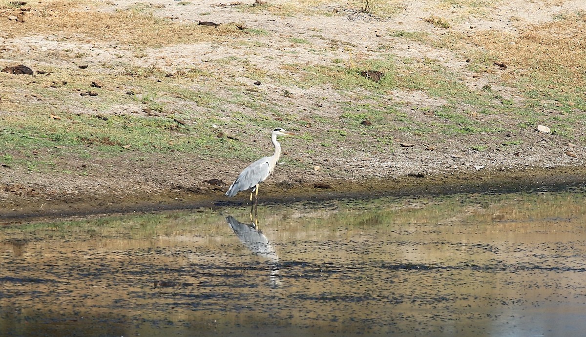 Gray Heron - ML642766749