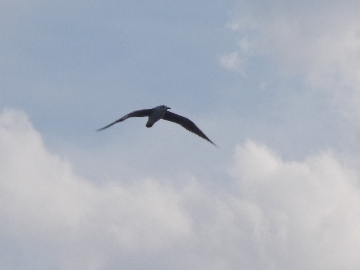 Gabbiano testagrigia - ML642766750