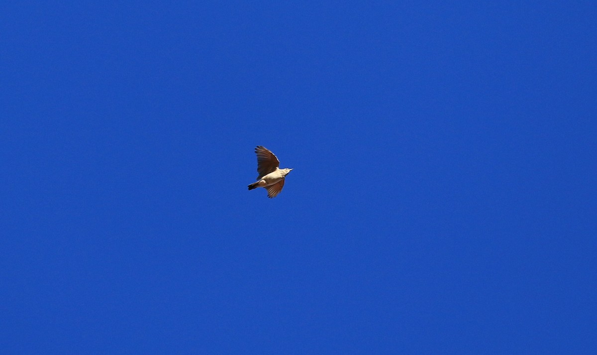 Crested Lark - ML642766754