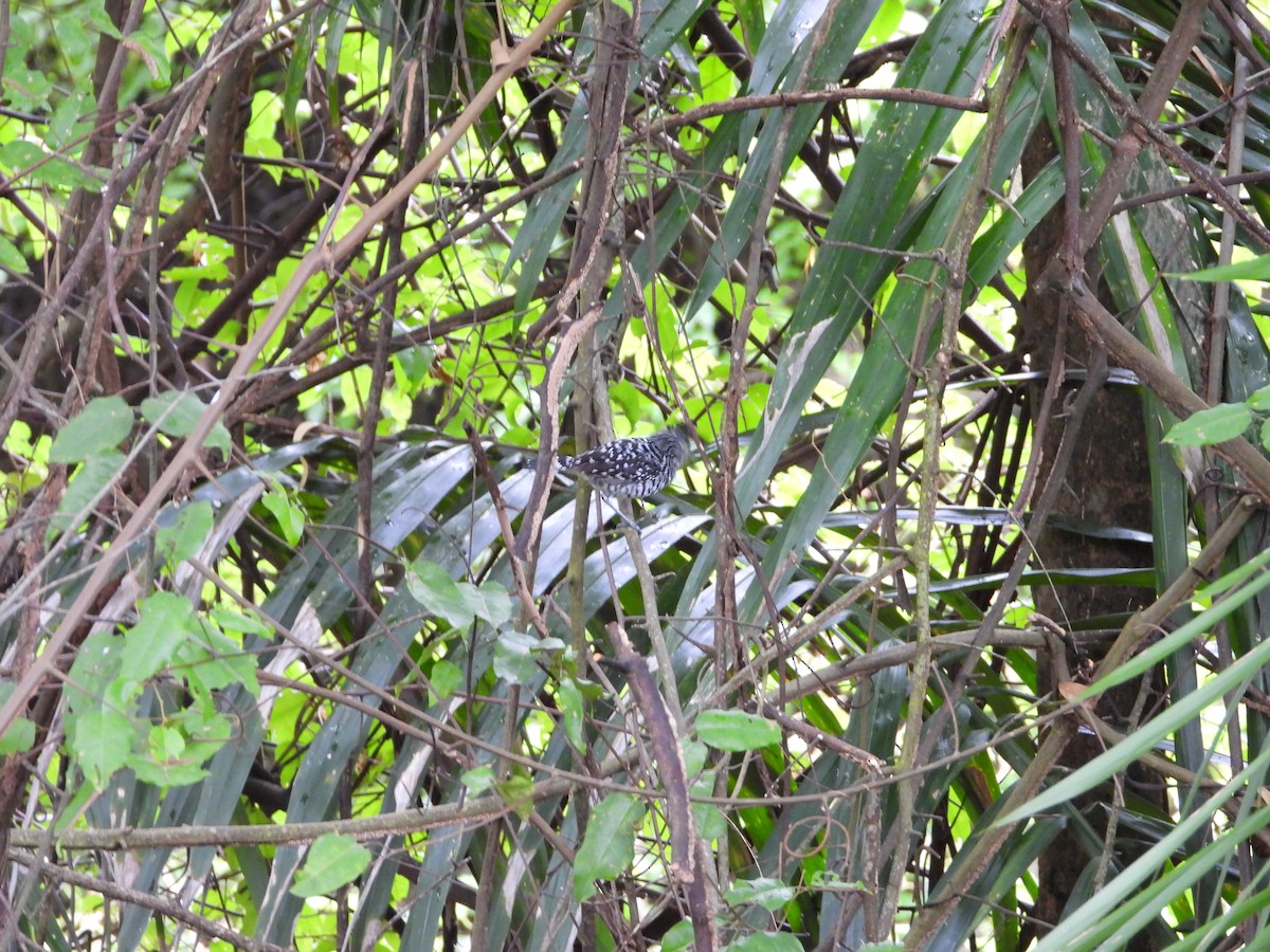 Barred Antshrike - ML642766758