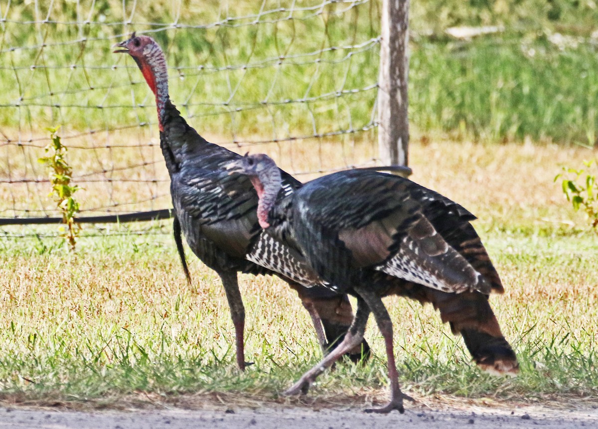 Wild Turkey - ML642766791