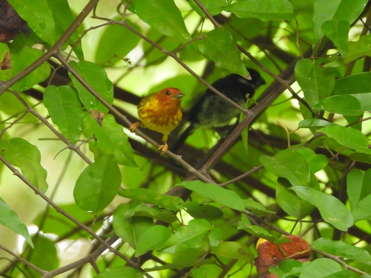 Yellow Warbler - ML642766793