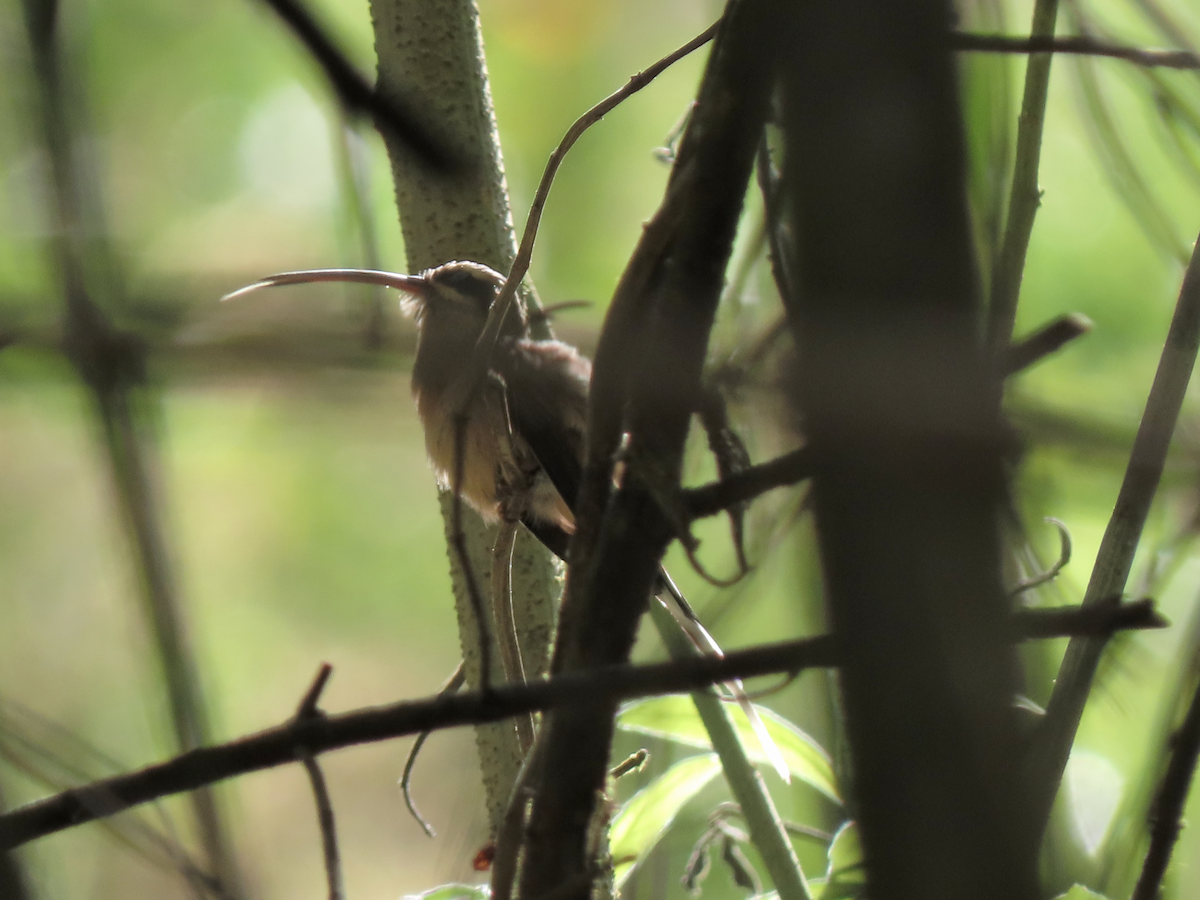 Planalto Hermit - ML642766797