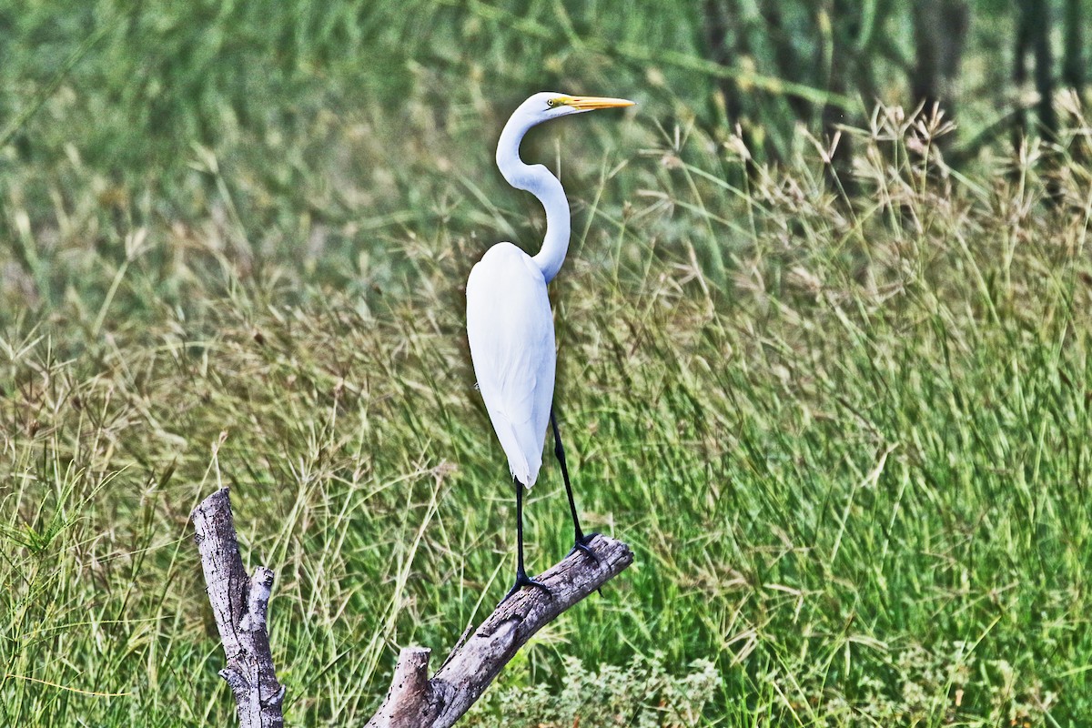 Great Egret (American) - ML642766805