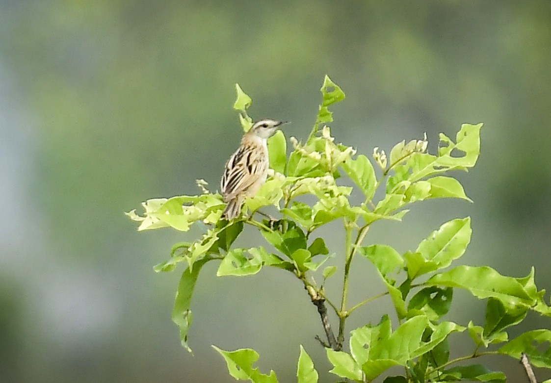 Striated Grassbird - ML642766808