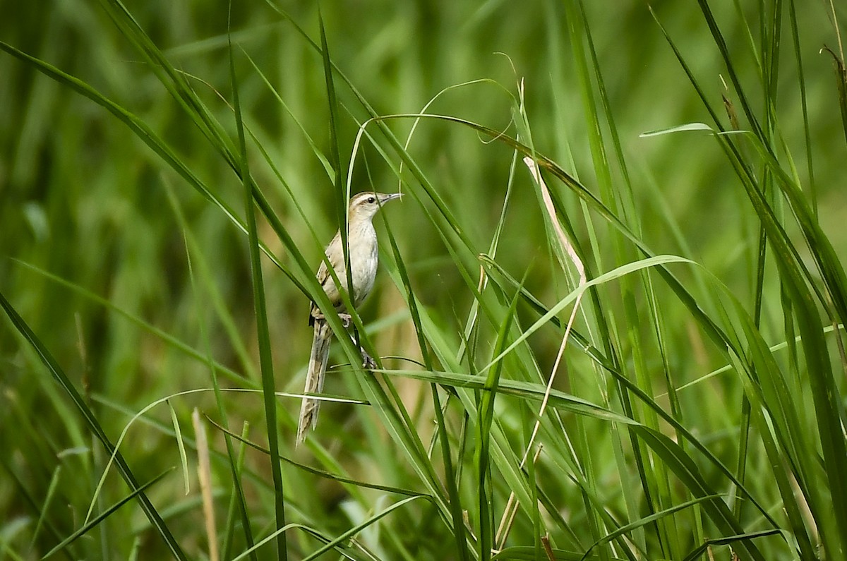 Striated Grassbird - ML642766809