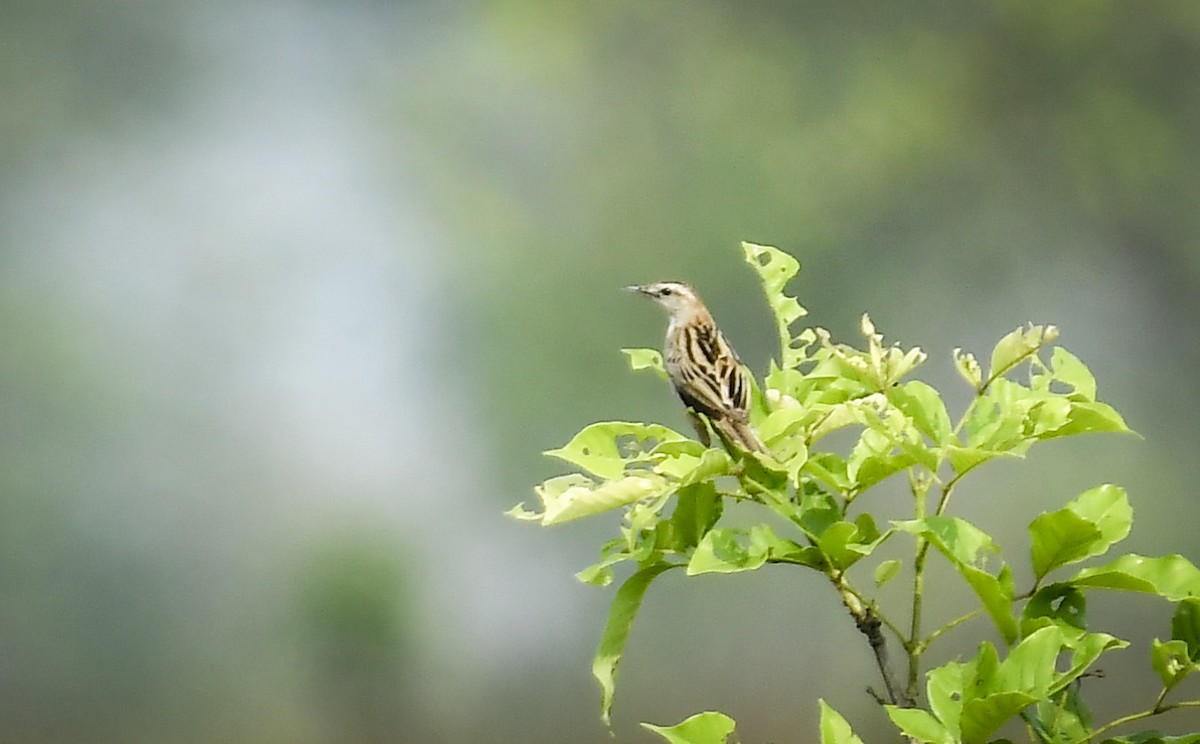 Striated Grassbird - ML642766810