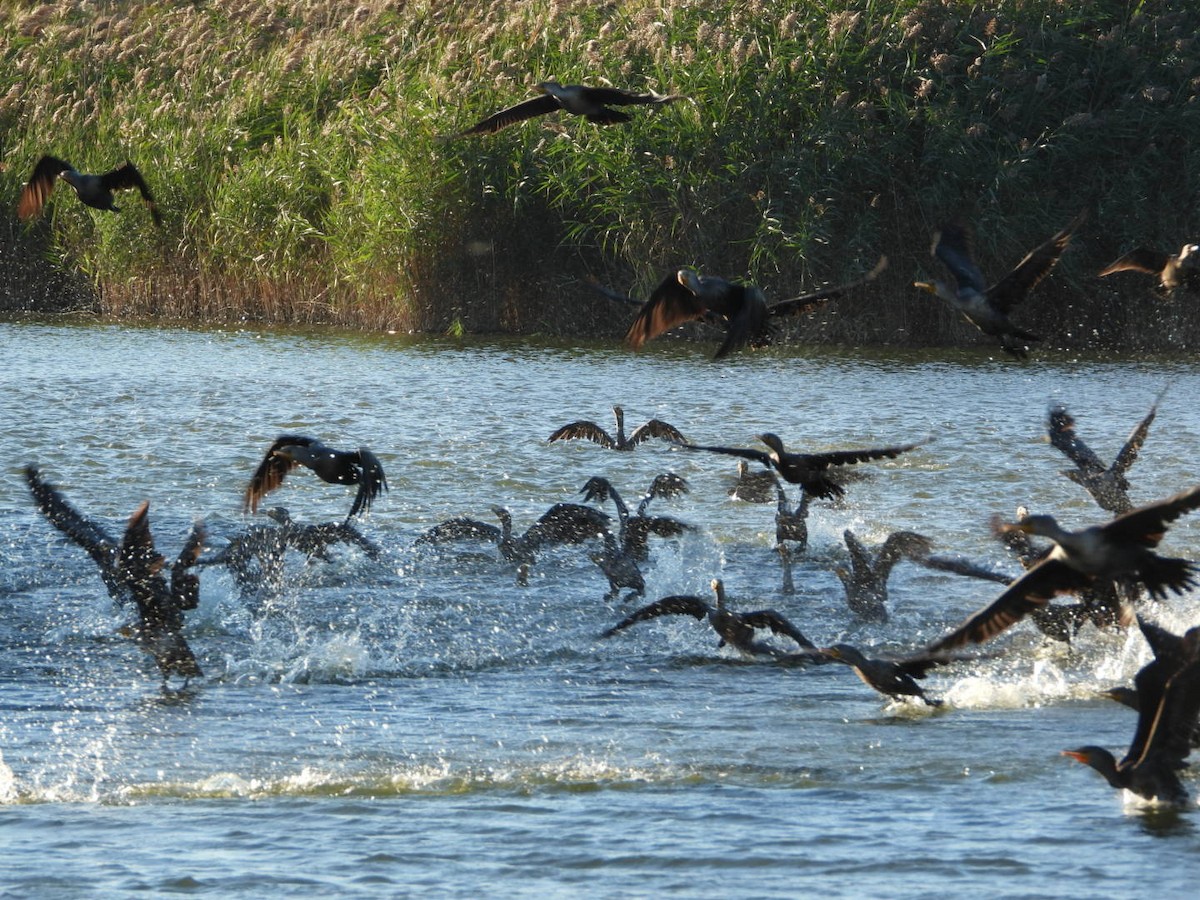 Double-crested Cormorant - ML642766818