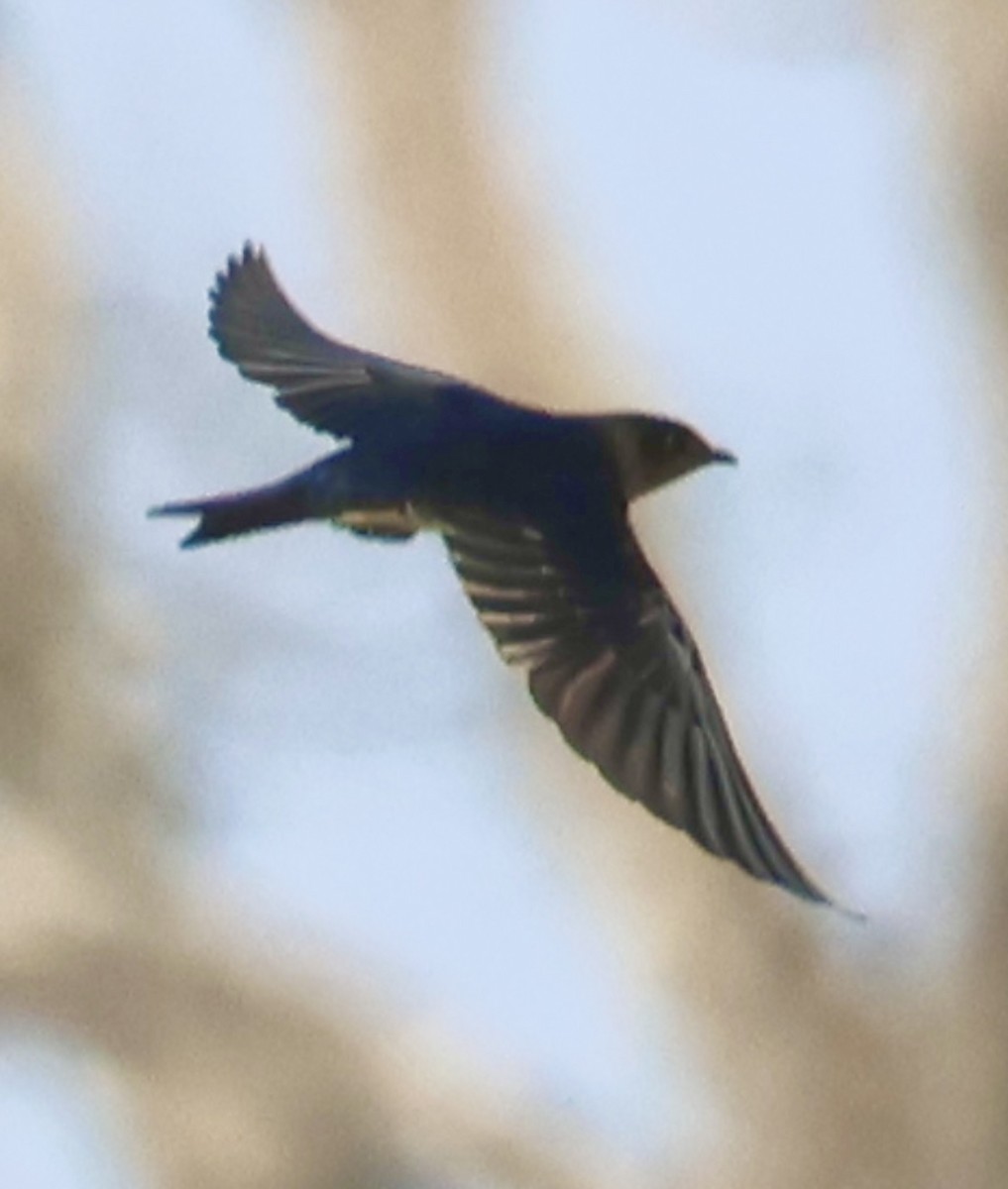 Purple Martin - ML642766827