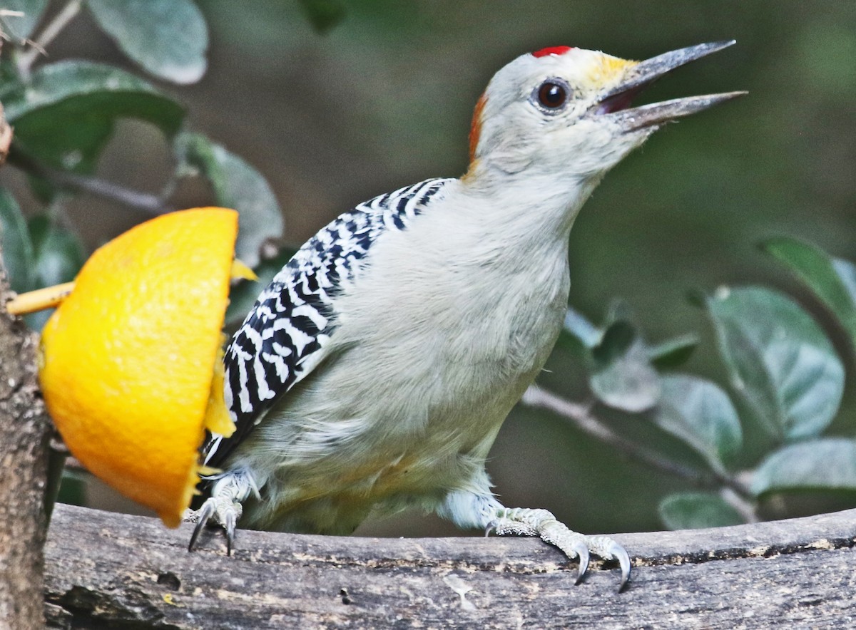 Golden-fronted Woodpecker - ML642766833