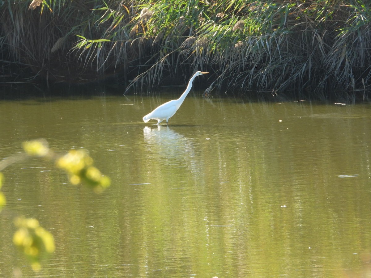 Great Egret - ML642766835
