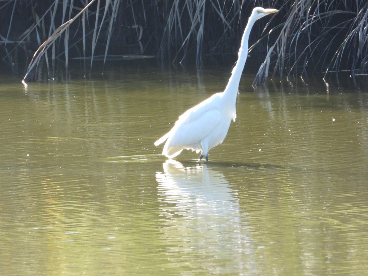 Great Egret - ML642766836