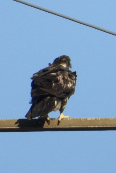 Bald Eagle - ML642766839