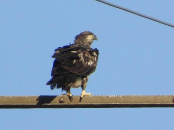 Bald Eagle - ML642766840