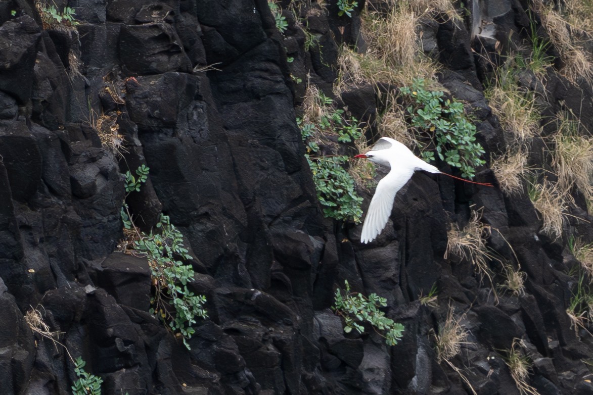 Red-tailed Tropicbird - ML642766841
