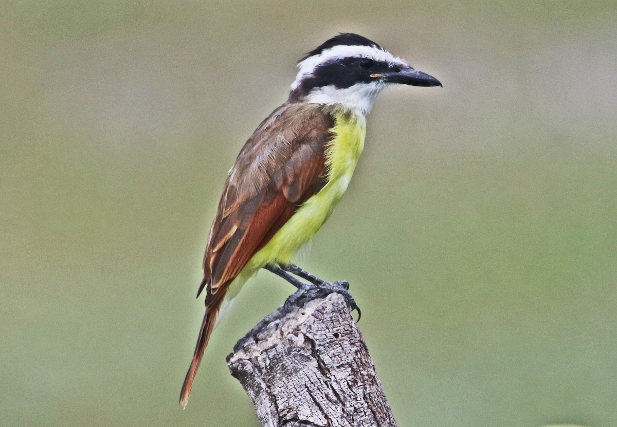 Great Kiskadee - ML642766851