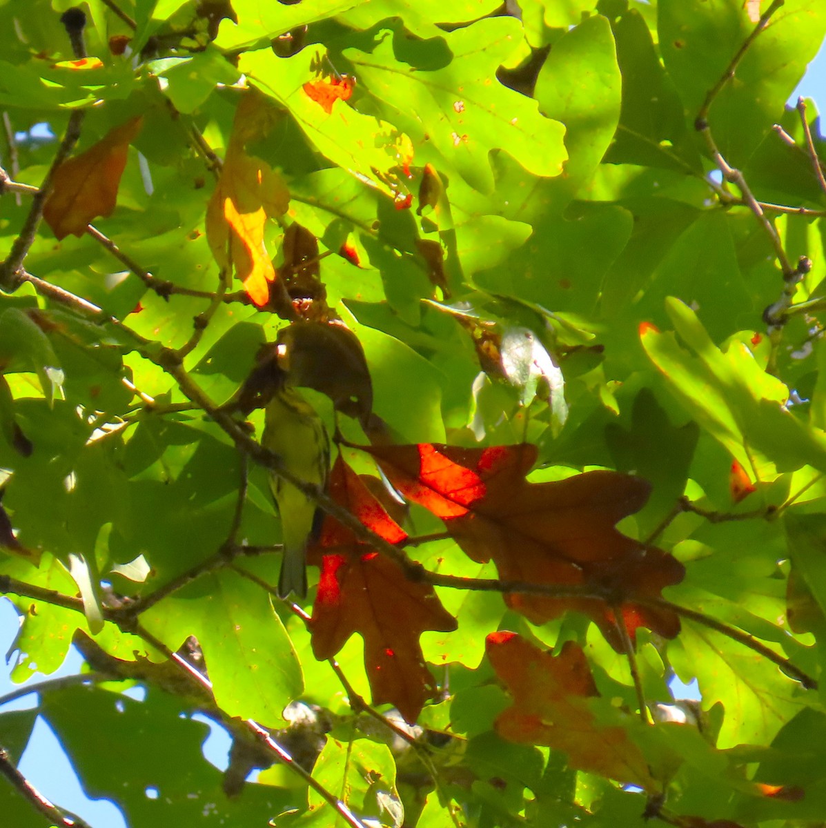 new world warbler sp. - ML642766863