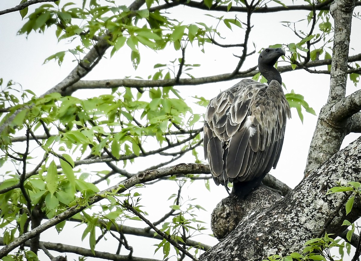 Slender-billed Vulture - ML642766864