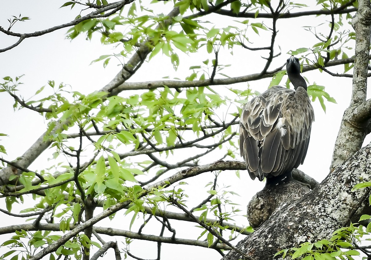 Slender-billed Vulture - ML642766865
