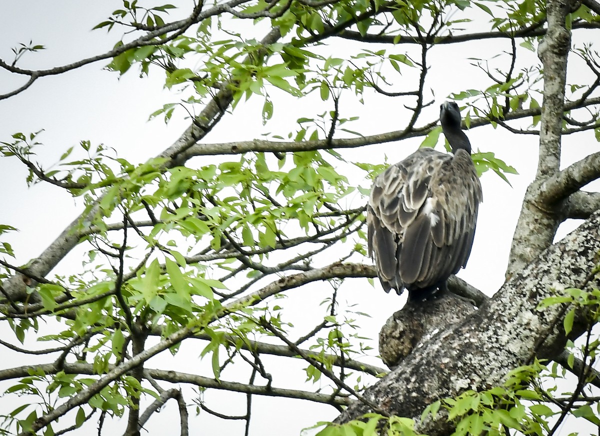 Slender-billed Vulture - ML642766866