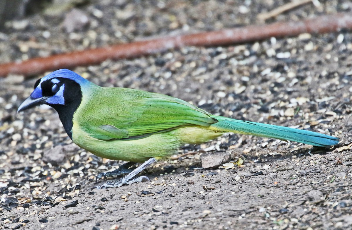 Green Jay - ML642766871