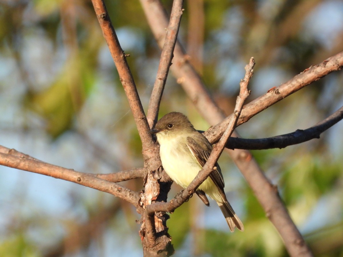 Eastern Phoebe - ML642766872