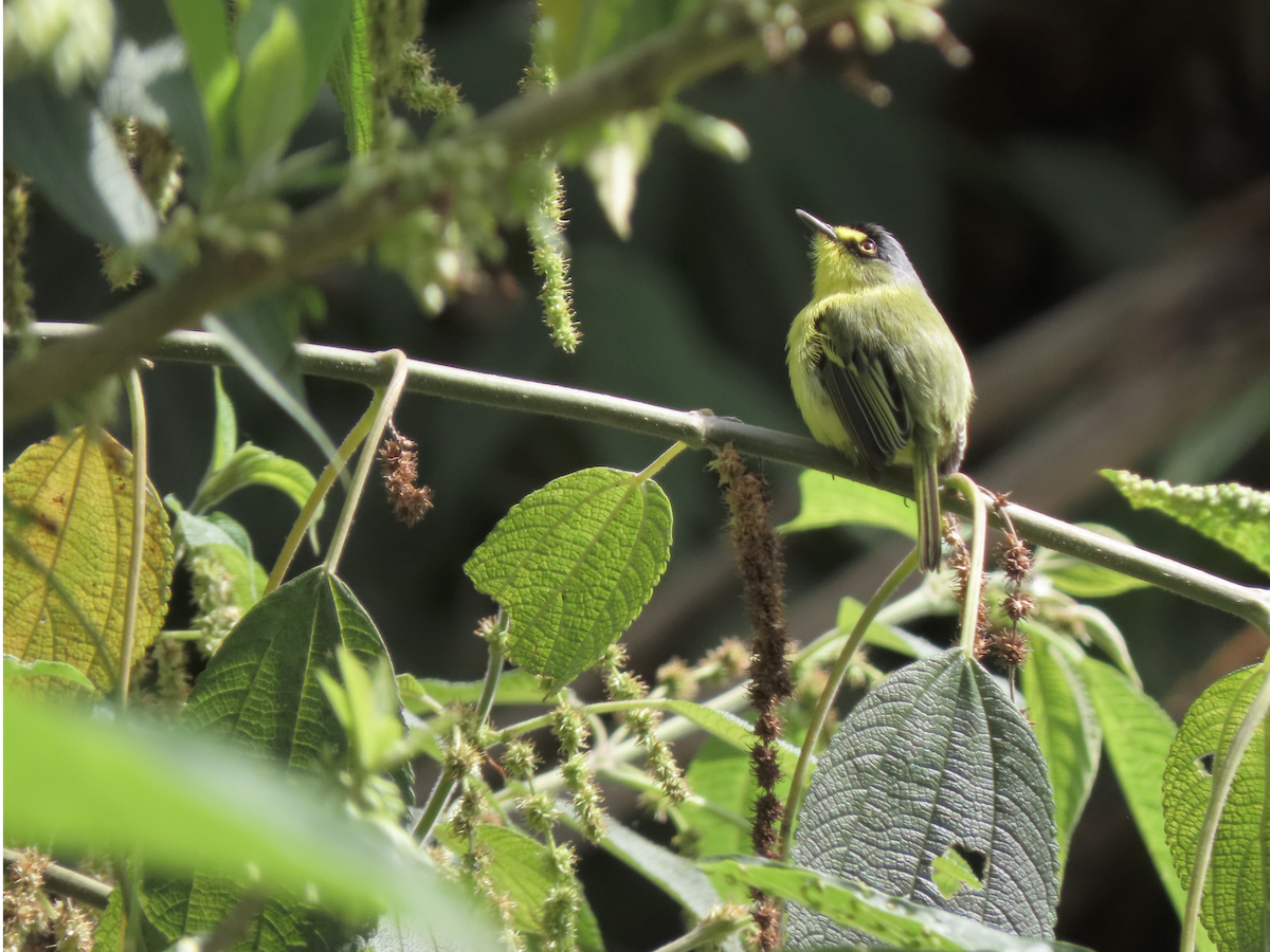 Gray-headed Tody-Flycatcher - ML642766873