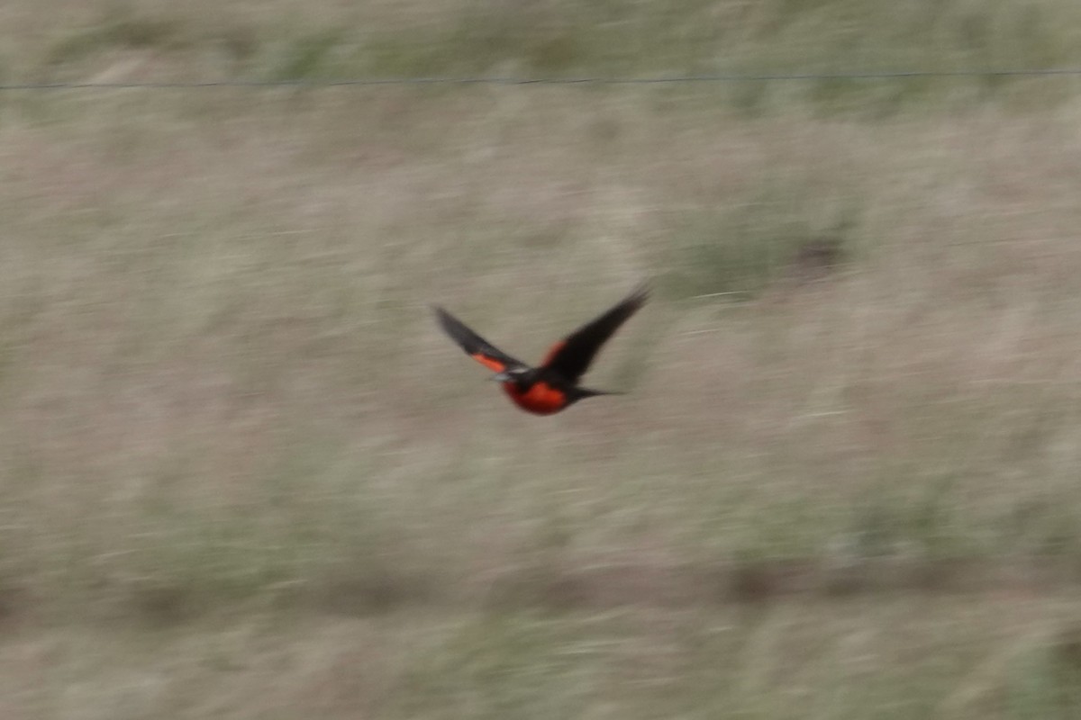 Pampas Meadowlark - ML642766876