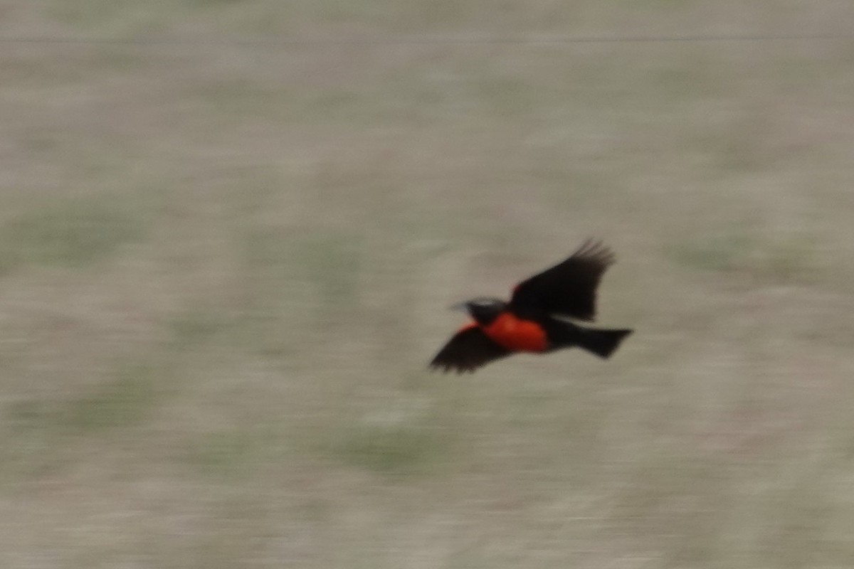 Pampas Meadowlark - ML642766877