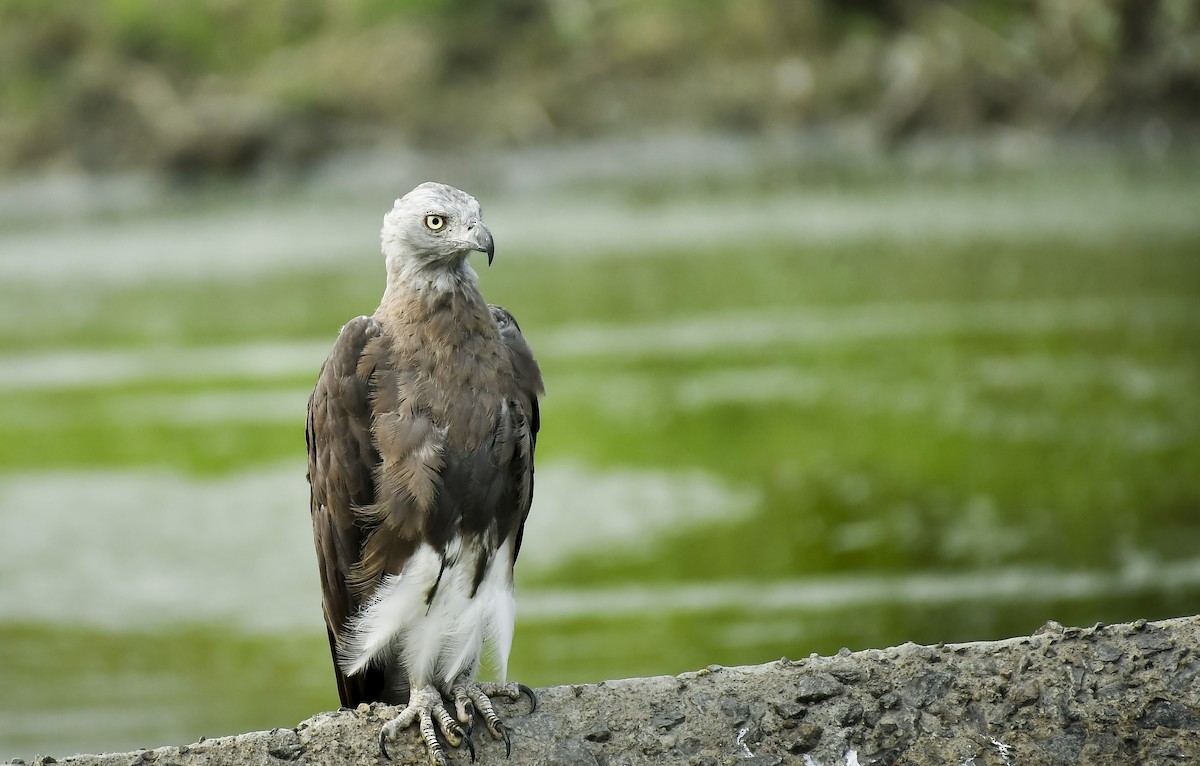 Gray-headed Fish-Eagle - ML642766879