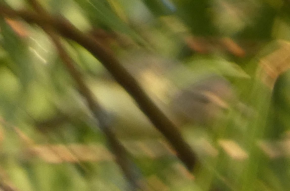 Philadelphia/Warbling Vireo - ML642766881