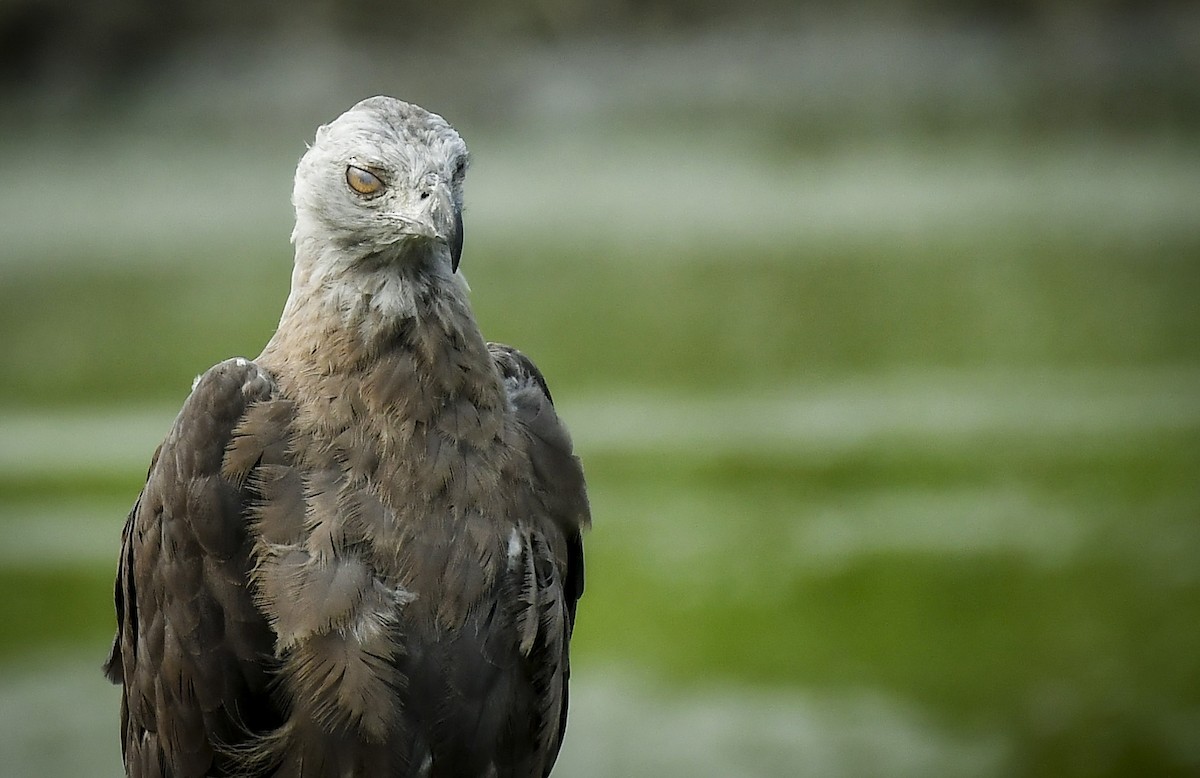 Gray-headed Fish-Eagle - ML642766885